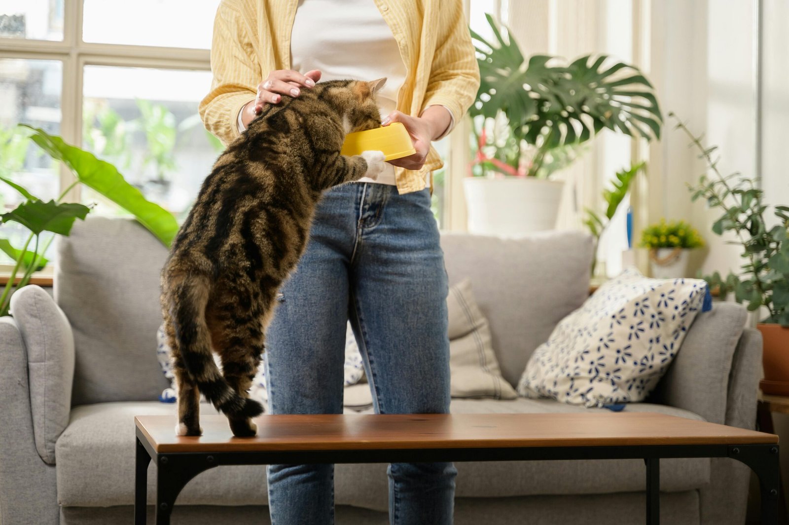 how to train a cat​